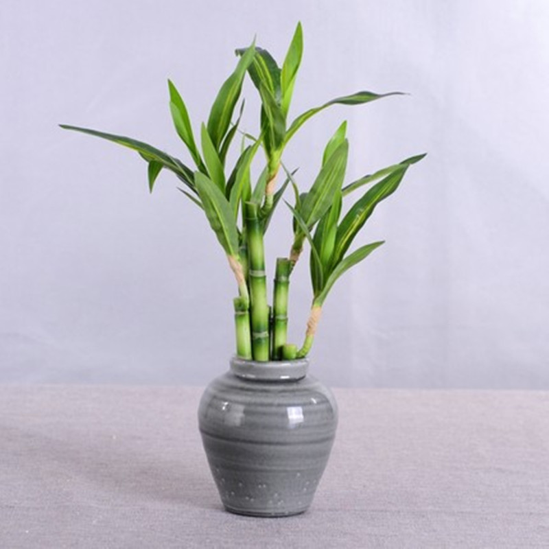 Baru 40Cm RFtificial Bambu Ber - Desk Setup Green ulasan dan harga